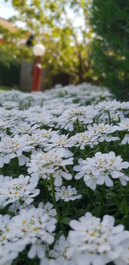 Novigrad Istria Apartma Jelka מראה חיצוני תמונה