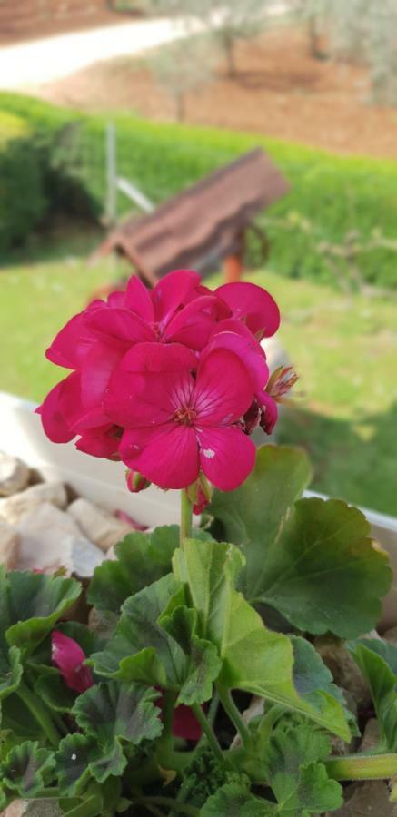 Novigrad Istria Apartma Jelka מראה חיצוני תמונה